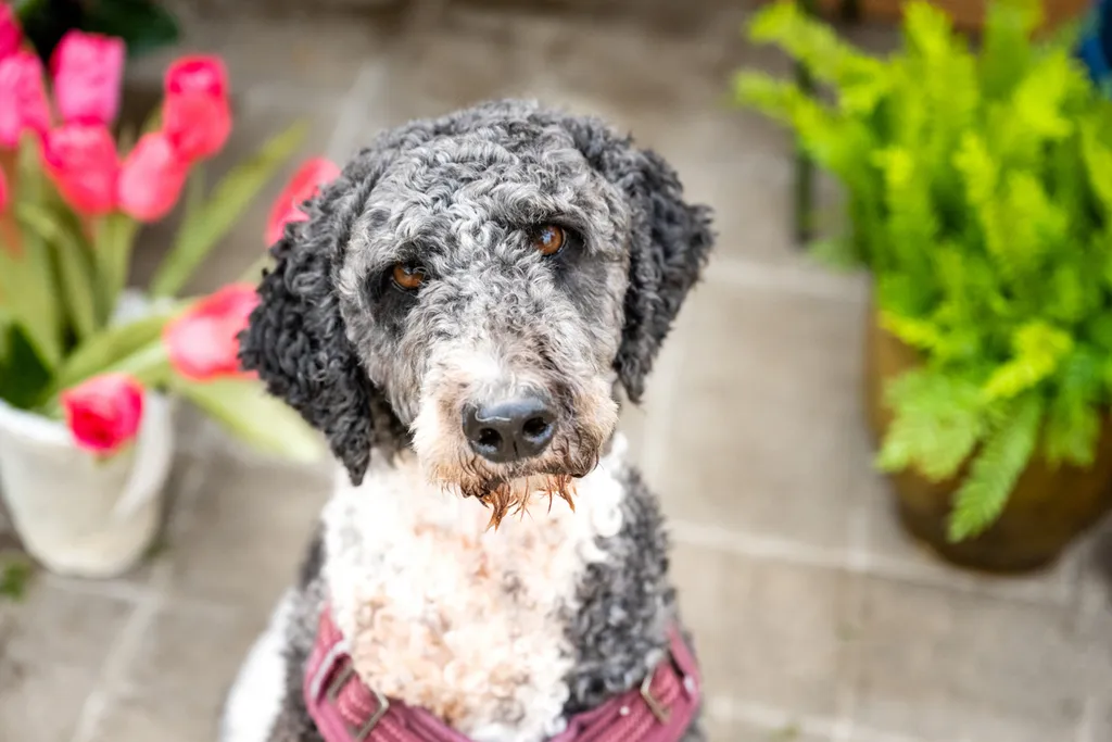 doodle dog at greenhouse