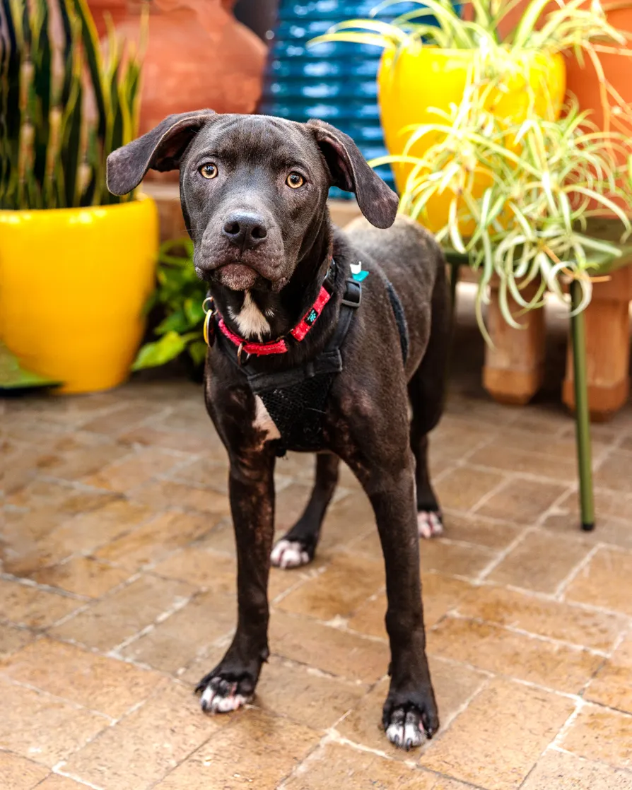 black pit bull at foster photo event